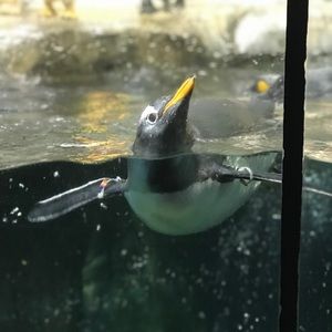 Meet your Posher, Dain